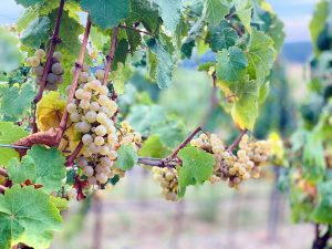 La Cantinetta in Mörfelden: Feine Weine & Delikatessen & Deko & WeinBar